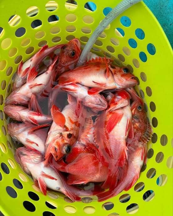 メガラ(ウスメバル)