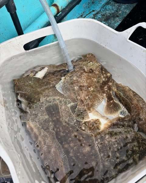 カレイ(マコガレイ)