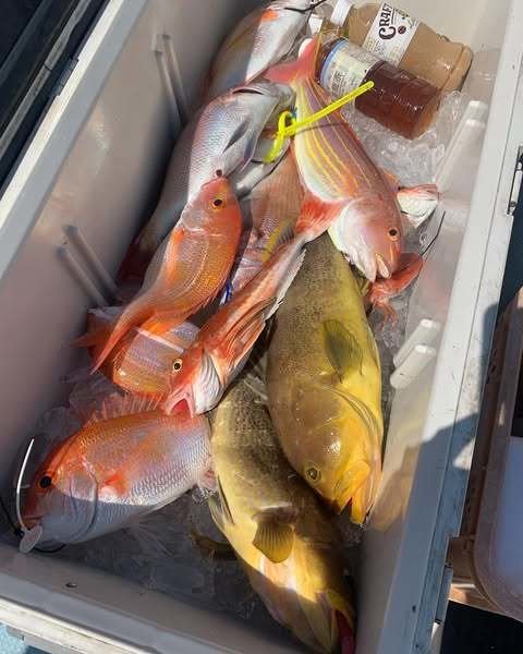 レンコダイ(キダイ)・アオナ(アオハタ)・イトヨリ(イトヨリダイ)