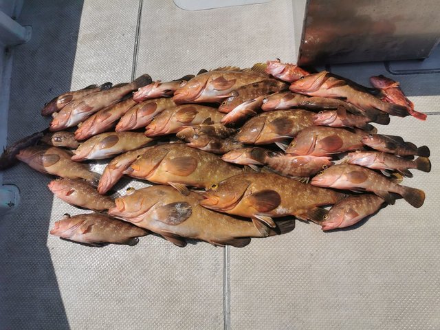 アコウ(キジハタ)