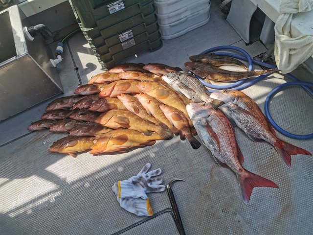 マダイ・アコウ(キジハタ)