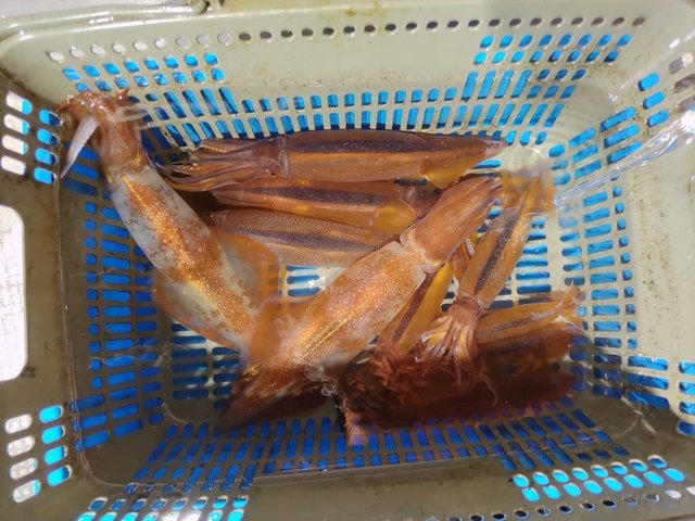 ヤリイカ・ササイカ(ヤリイカ)・スルメイカ