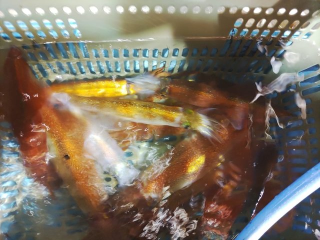 ヤリイカ・ササイカ(ヤリイカ)・スルメイカ