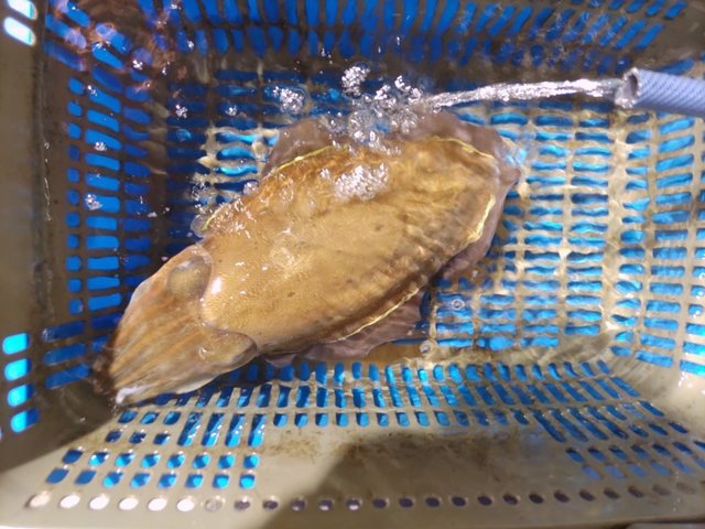 モンゴウイカ(カミナリイカ)