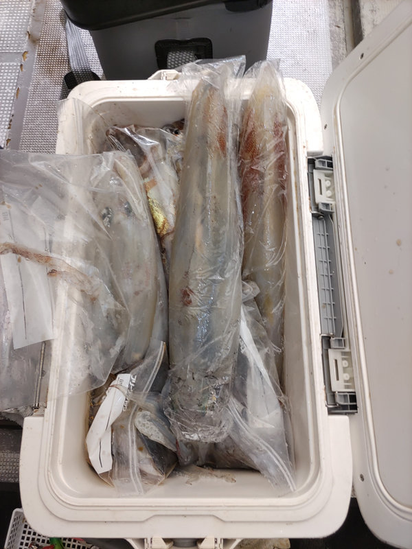 ヤリイカ・スルメイカ