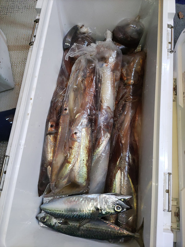 ヤリイカ・スルメイカ