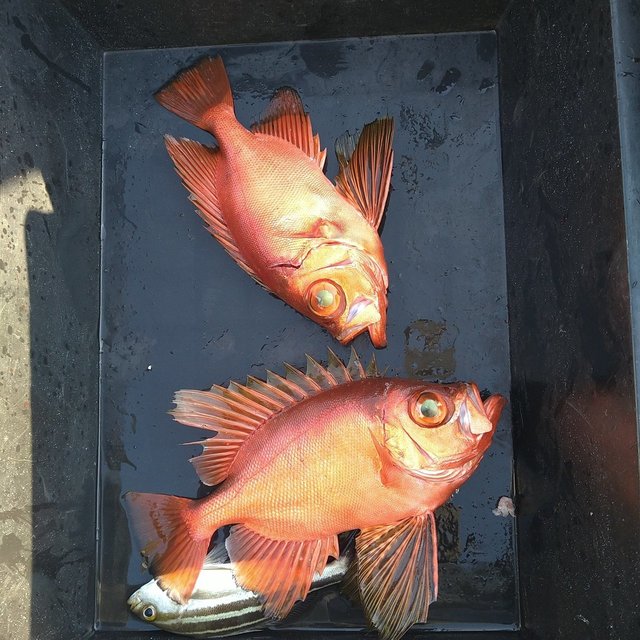 チカメ(チカメキントキ)