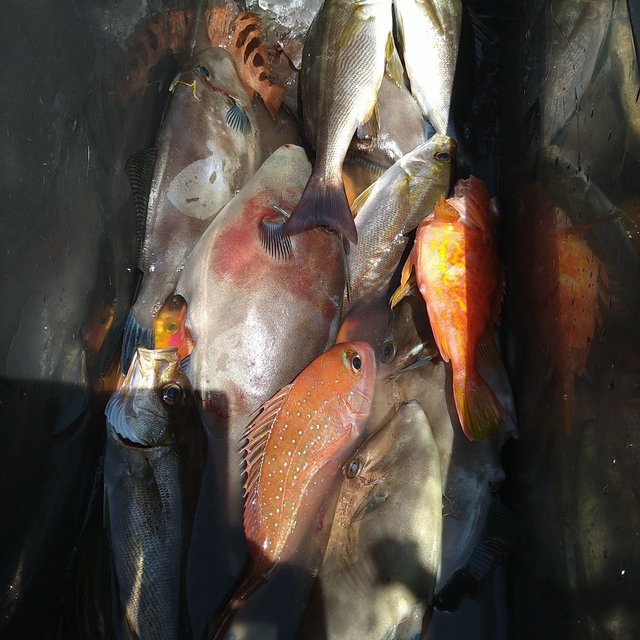 タイ(マダイ)・イサキ・ウマヅラ(ウマヅラハギ)