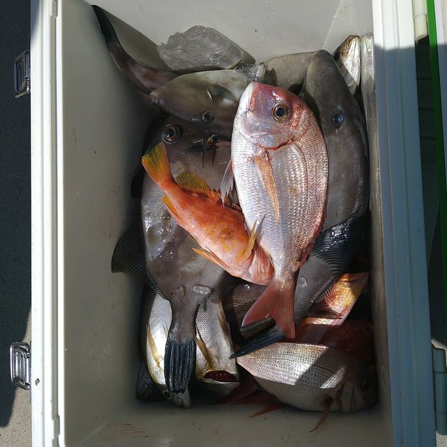 タイ(マダイ)・イサキ・ウマヅラ(ウマヅラハギ)