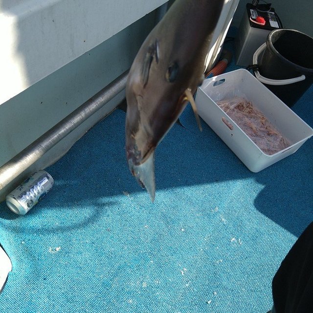 ウマヅラ(ウマヅラハギ)