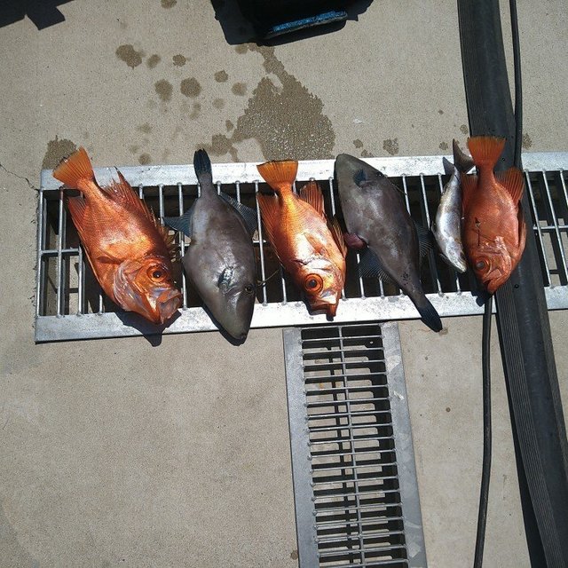 チカメ(チカメキントキ)・ウマヅラ(ウマヅラハギ)