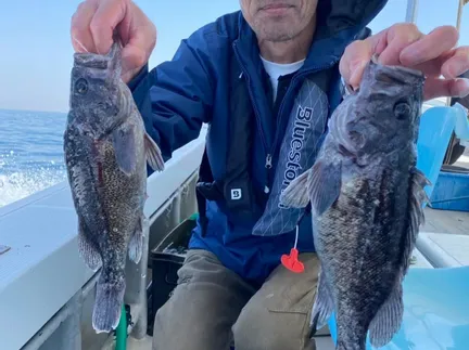 ソイ(クロソイ)