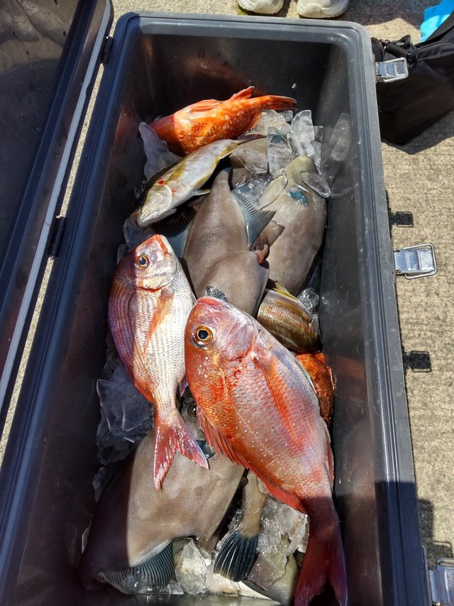 マダイ・イサキ・ガシラ(カサゴ)・ハゲ(ウマヅラハギ)