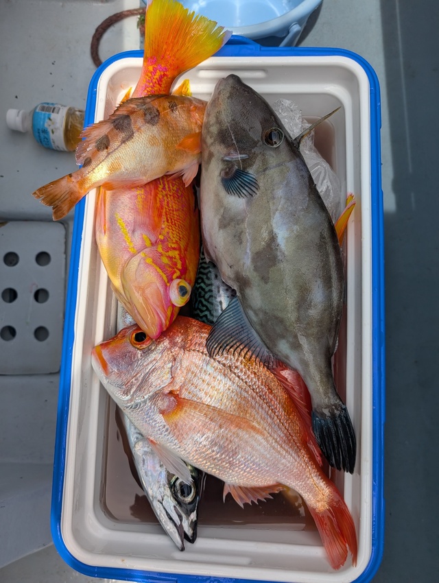 レンコダイ(キダイ)