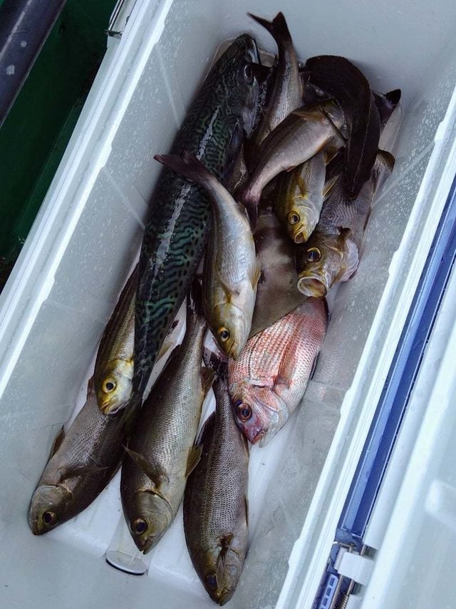 マダイ・イサキ・ウマヅラハギ・サバ(ゴマサバ)