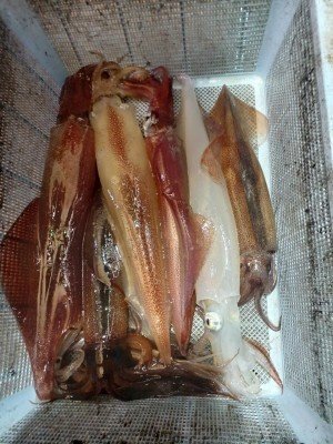 ヤリイカ・スルメイカ