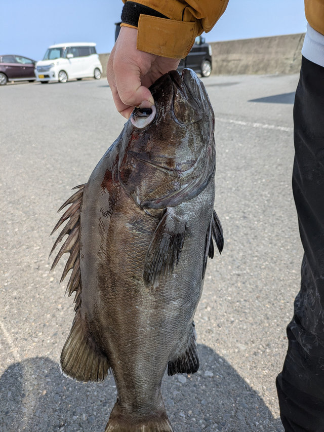 イシナギ(オオクチイシナギ)