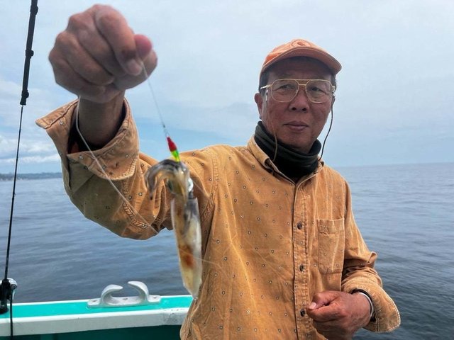 マルイカ(ケンサキイカ)