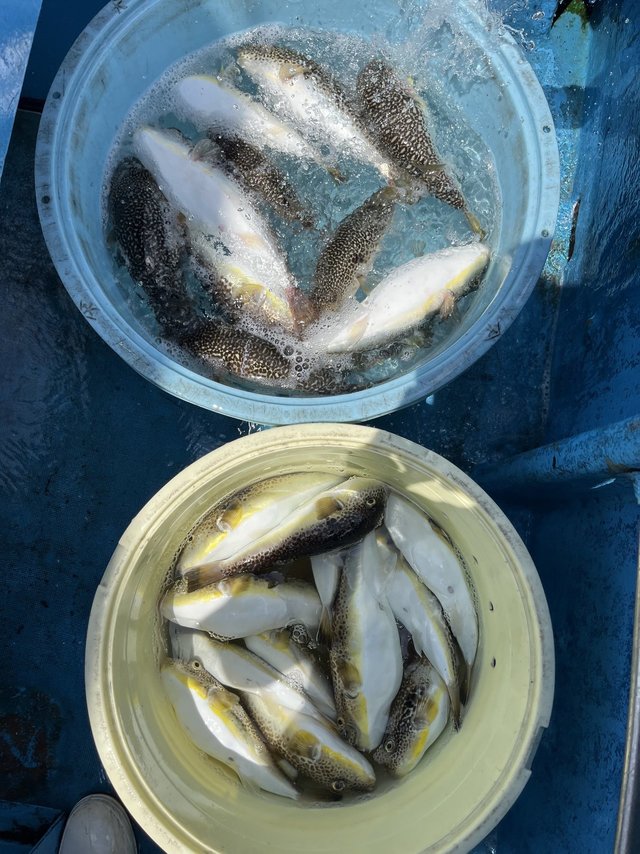 フグ(ショウサイフグ)