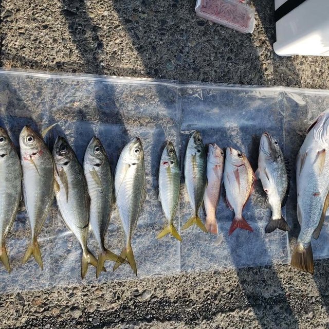 マダイ・アジ(マアジ)・シロアマダイ