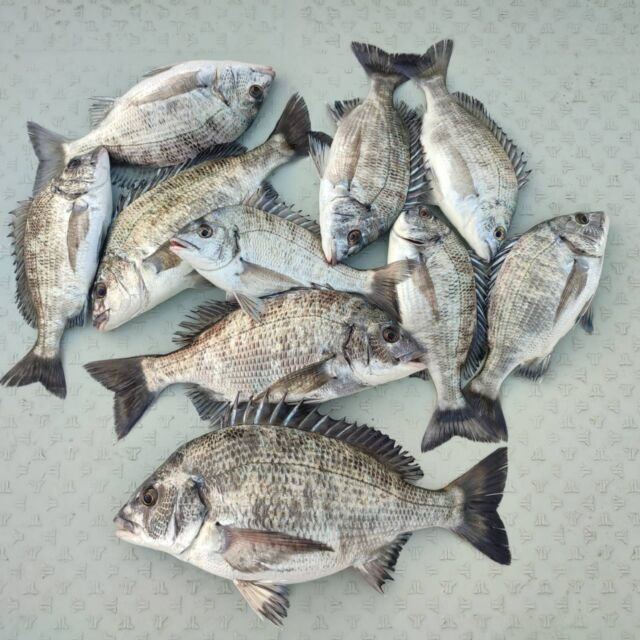 チヌ(クロダイ)