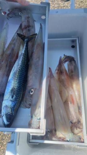 ゴマサバ・ヤリイカ