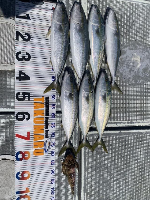 ハマチ(ブリ)・オコゼ(オニオコゼ)