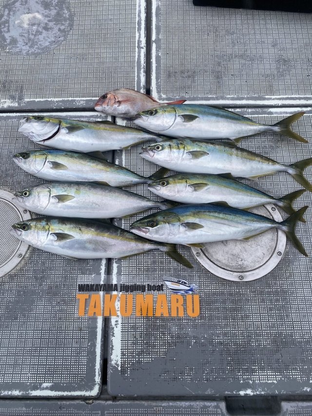 マダイ・ハマチ(ブリ)