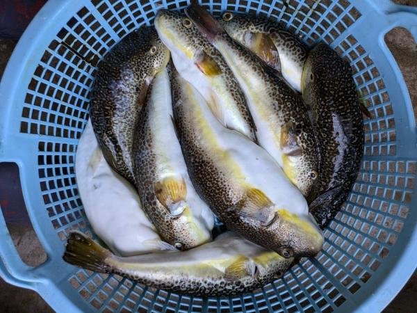 ショウサイフグ