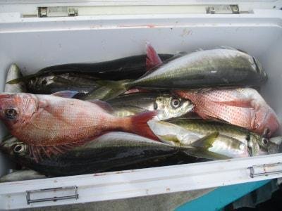 マダイ・アジ(マアジ)