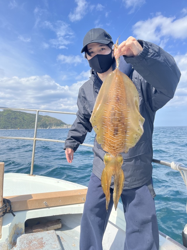 イカ(アオリイカ)