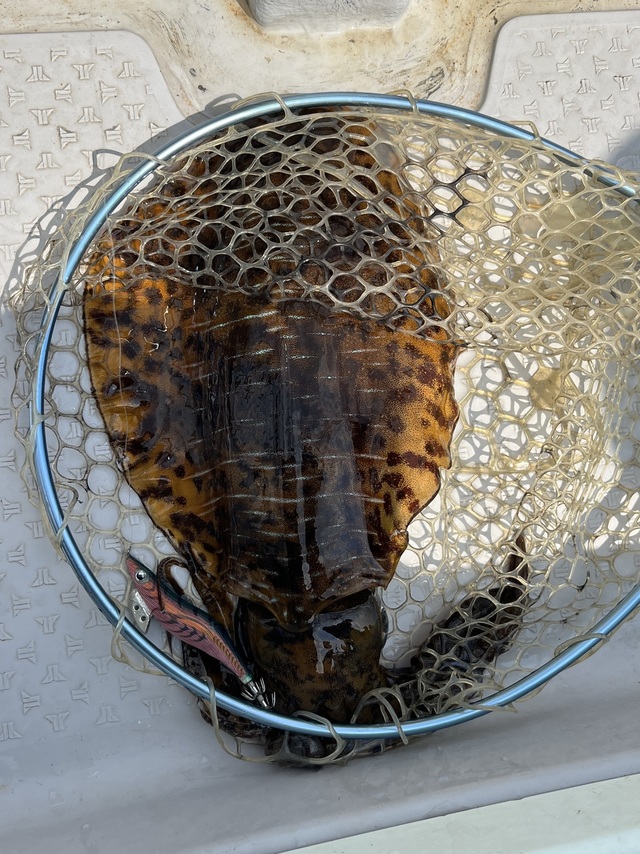 イカ(アオリイカ)