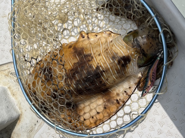 イカ(アオリイカ)