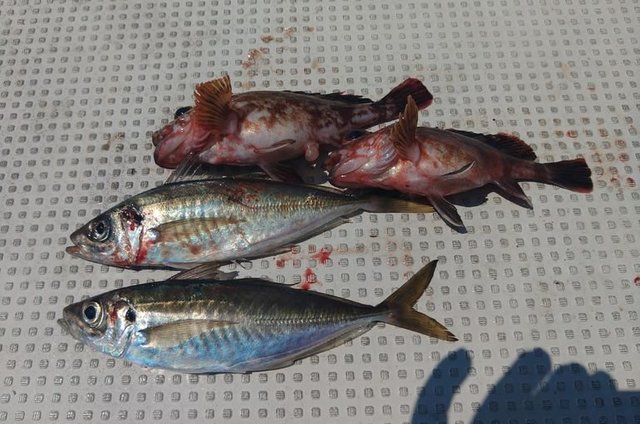 アジ(マアジ)・ガシラ(カサゴ)