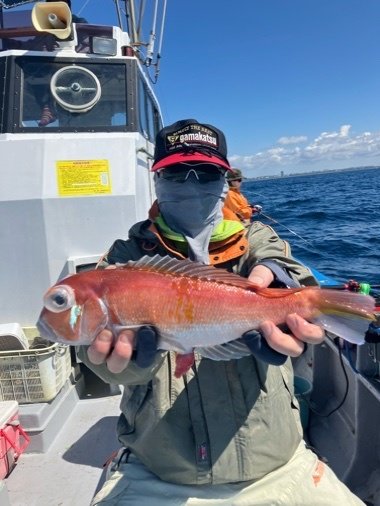 アマダイ(アカアマダイ)