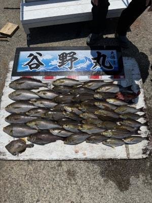 イサギ(イサキ)