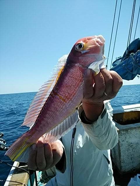 アマダイ(アカアマダイ)