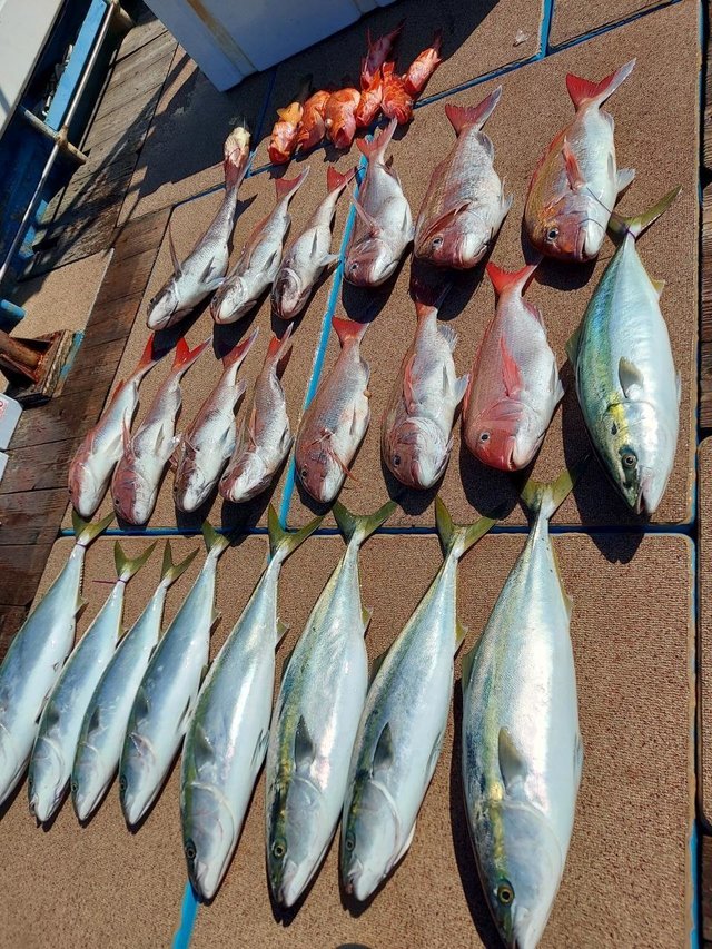 マダイ・ブリ・アラカブ(カサゴ)