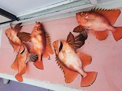 キントキ(チカメキントキ)