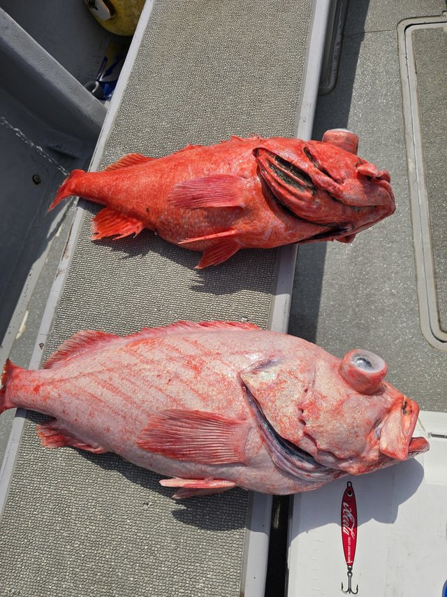 ベニアコウ(オオサガ)