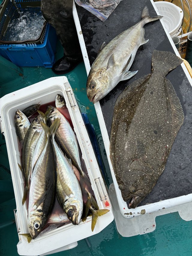 マアジ・ヒラメ