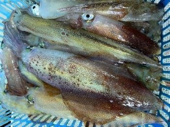 ヤリイカ・マイカ(ケンサキイカ)