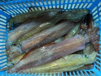 ヤリイカ・マイカ(ケンサキイカ)