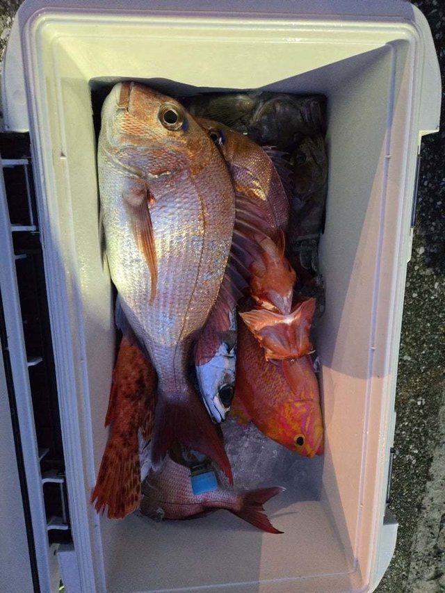 マダイ・アカイサキ・オニカサゴ