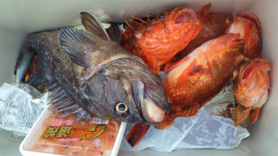 オニカサゴ・クロソイ・ウッカリカサゴ