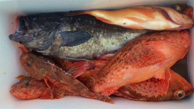 オニカサゴ・クロソイ・オキメバル(ウスメバル)