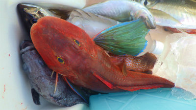 アジ(マアジ)・ホウボウ