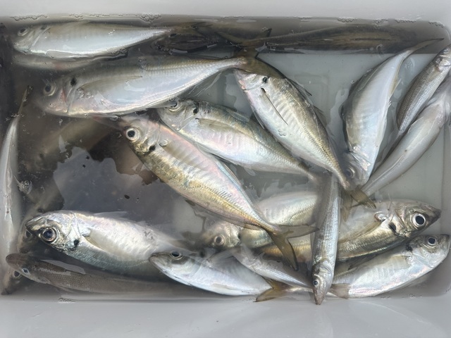 シロギス・アジ(マアジ)