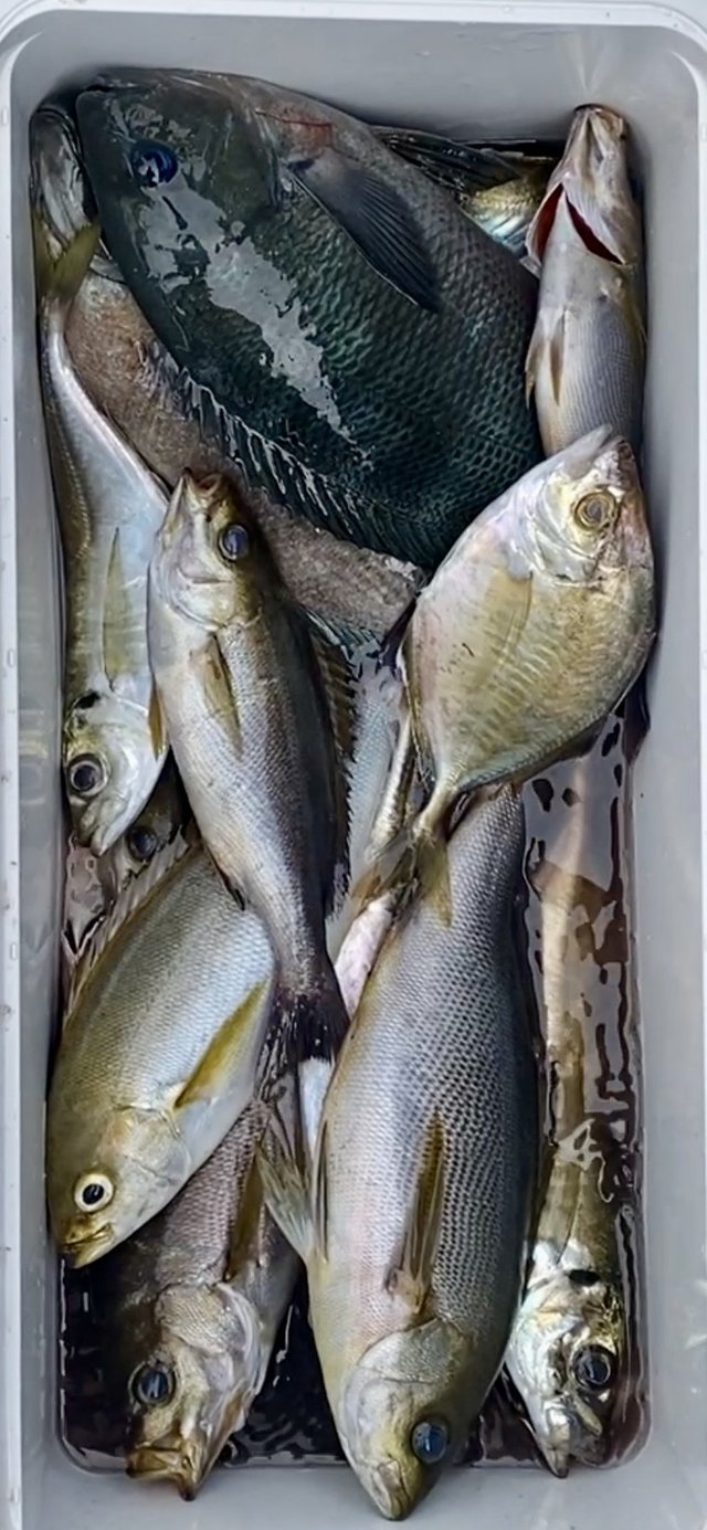 メジナ・アジ(マアジ)・イサキ