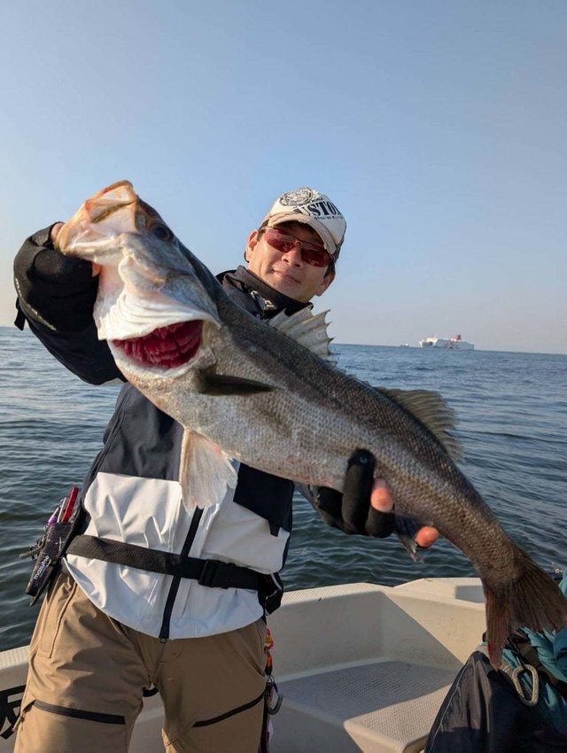 シーバス(スズキ)